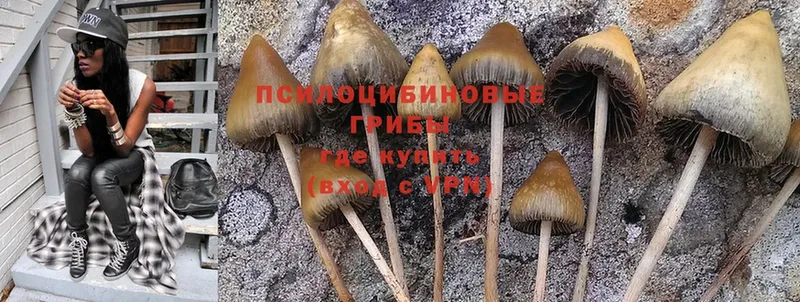 мега ссылки  Волжск  Псилоцибиновые грибы Psilocybine cubensis  где найти наркотики 